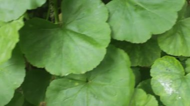 Canlı, yüksek kontrastlı yeşilliklere sahip tropikal yaprak arkaplanı