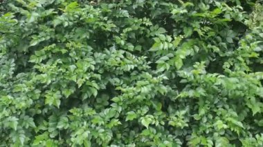 Canlı, yüksek kontrastlı yeşilliklere sahip tropikal yaprak arkaplanı