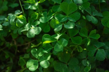 Canlı, yüksek kontrastlı yeşilliklere sahip tropikal yaprak arkaplanı