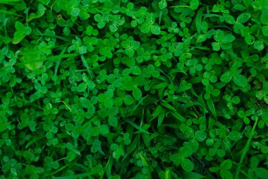 Canlı, yüksek kontrastlı yeşilliklere sahip tropikal yaprak arkaplanı