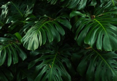 Canlı, yüksek kontrastlı yeşilliklere sahip tropikal yaprak arkaplanı