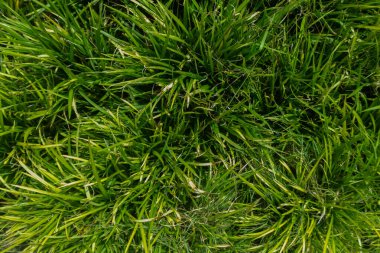 Canlı, yüksek kontrastlı yeşilliklere sahip tropikal yaprak arkaplanı