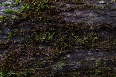 Yüksek kontrastlı ahşap doku ve iyi çözünürlük