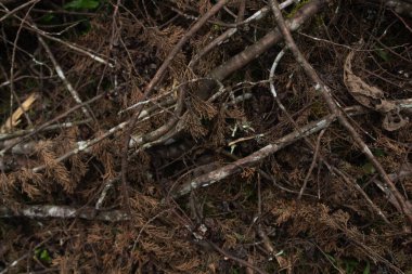 Yüksek kontrastlı ahşap doku ve iyi çözünürlük
