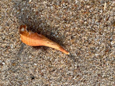 Sahilde deniz kabuğu