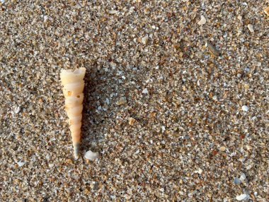 Sahilde deniz kabuğu