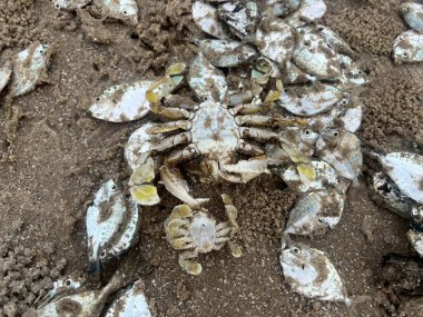 Sahilde yengeç ve balık