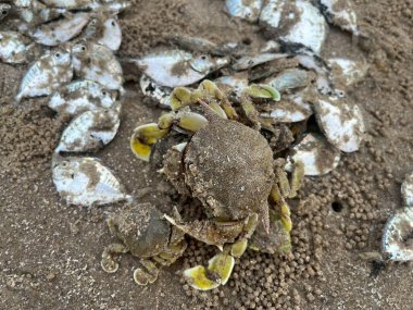 Sahilde yengeç ve balık