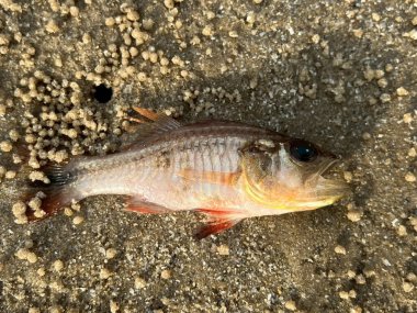 Şamandıradaki balıklar