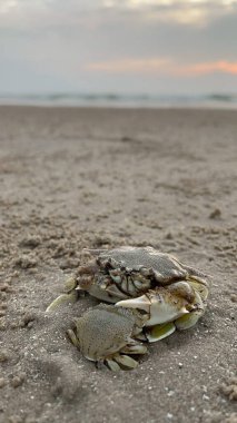 Sahilde yengeç