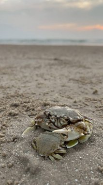 Sahilde yengeç