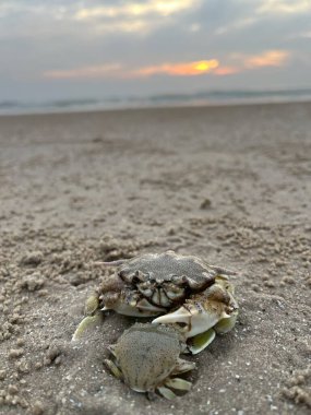 Sahilde yengeç