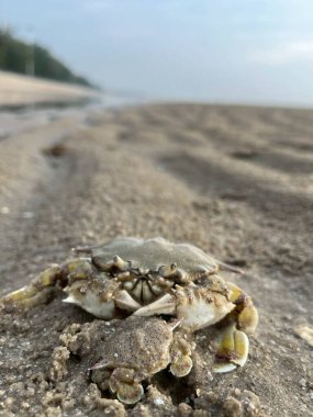 Sahilde yengeç