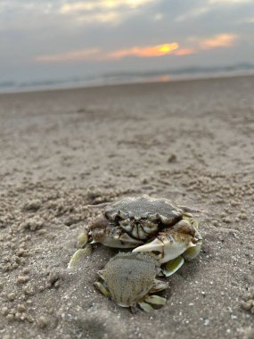 Sahilde yengeç