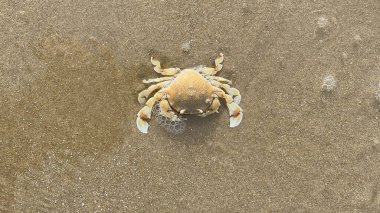 Sahilde yengeç