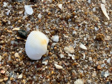 Sahilde deniz kabuğu