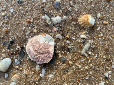 Sahilde deniz kabuğu