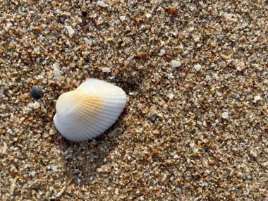 Sahilde deniz kabuğu