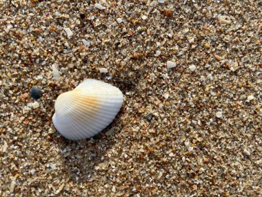 Sahilde deniz kabuğu