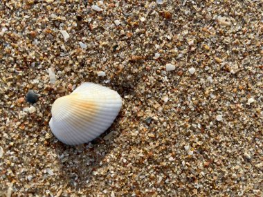 Sahilde deniz kabuğu