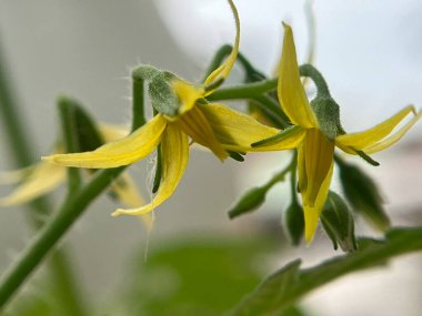 Bahçede sarı domates