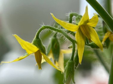 Bahçede sarı domates