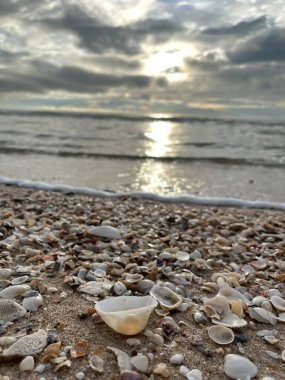 deniz kabuğu kumların üzerinde