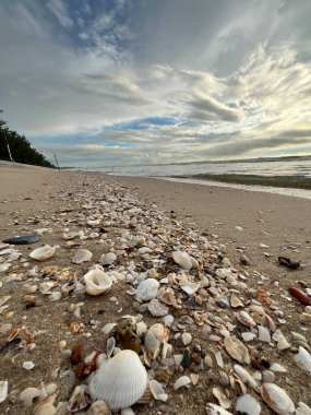 deniz kabuğu kumların üzerinde