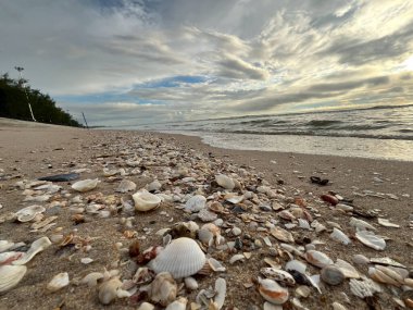 deniz kabuğu kumların üzerinde