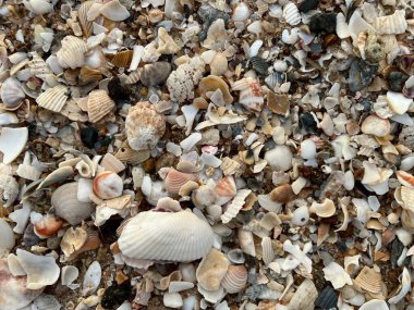 deniz kabuğu kumların üzerinde