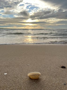 deniz kabuğu kumların üzerinde
