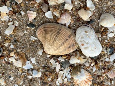 deniz kabuğu kumların üzerinde