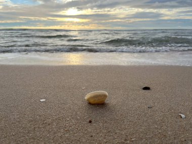 deniz kabuğu kumların üzerinde