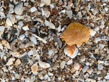 deniz kabuğu kumların üzerinde