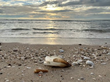 deniz kabuğu kumların üzerinde