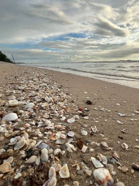 deniz kabuğu kumların üzerinde