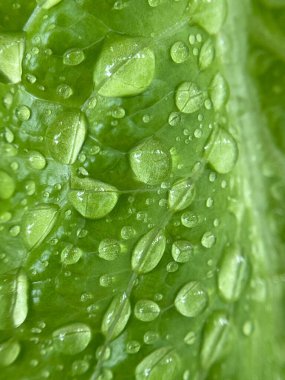 Yeşil yaprakların üzerine su damlalarının kapatılması