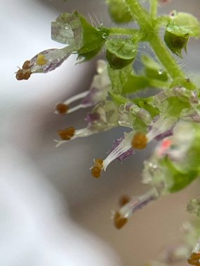  Domates çiçeğine yakın plan