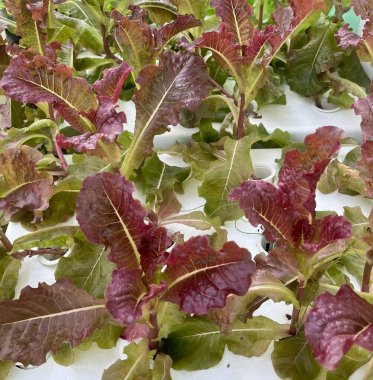 Bahçede kırmızı meşe marulu