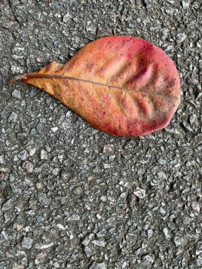 beyaz zemin üzerinde mor orkide çiçek