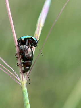 Closeup böceğinin üzerindeki yeşil yaprak
