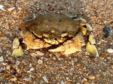 Kumsaldaki yengecin yakın çekimi.