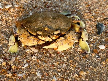 Kumsaldaki yengecin yakın çekimi.