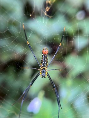Ormanda ağ ören örümceğin yakın çekimi 