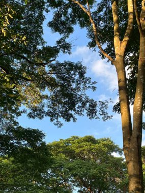  Ağaçların, dağların ve gökyüzünün doğal manzarası