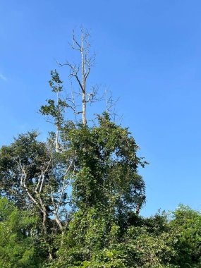  Ağaçların, dağların ve gökyüzünün doğal manzarası