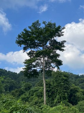  Ağaçların, dağların ve gökyüzünün doğal manzarası