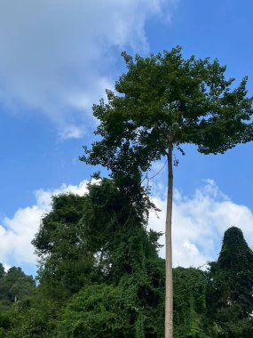 Ağaçların, dağların ve gökyüzünün doğal manzarası