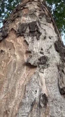 Büyük ormandaki ağaçlar