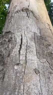 Büyük bir ormanın ortasında büyük bir ağaç..